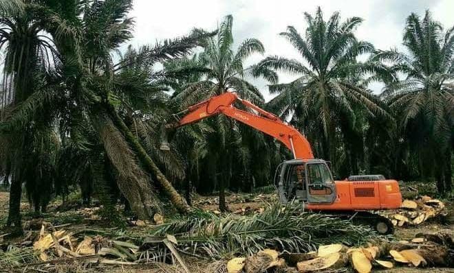 Bengkulu Tengah Usulkan Peremajaan Sawit 212 Hektare, Baru Serap 42 Persen Kuota BPDP