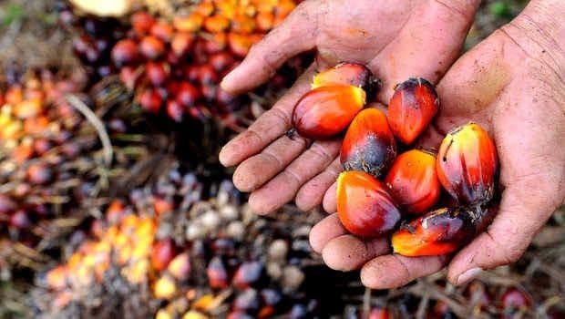 Harga TBS Sawit Aceh Periode 29 Juli–11 Agustus 2026