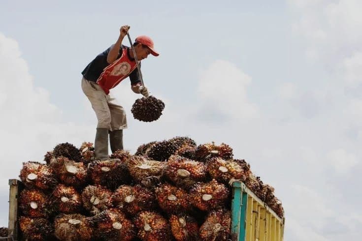 Harga TBS Kemitraan Swadaya Riau Naik, Tembus Rp3.936,63/Kg untuk Umur 9 Tahun
