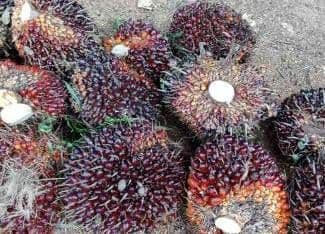 Sawit Sumbang 80 Persen Penerimaan Negara di Riau, DJP Soroti Pentingnya Sinergi