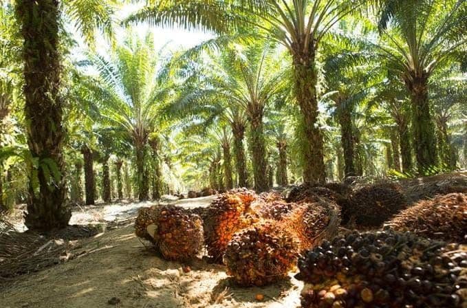 Prof Suandi Dorong Jambi Jadi Pusat Nilai Tambah Hijau Sawit di Sumatera 2045