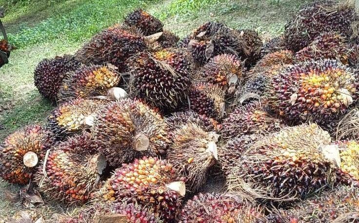 Harga TBS Sawit Sulawesi Tengah Agustus 2026 Naik, Tertinggi Rp3.416 per Kg