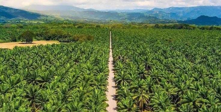 Sawit Jadi Primadona Baru di Belitung