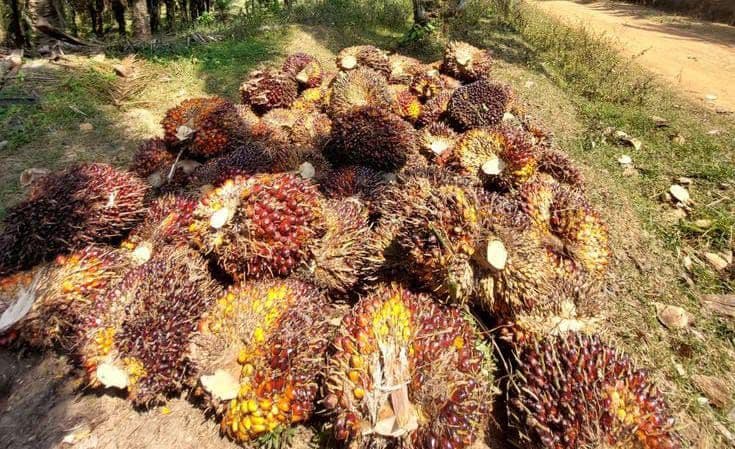 Harga TBS Sawit Sumut Naik, Umur 10–20 Tahun Tembus Rp4.073,80 per Kg