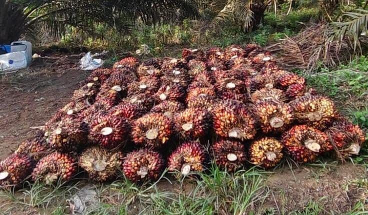 Harga TBS Sawit Kaltim Periode II Agustus Naik, Tertinggi Rp3.604 per Kilogram