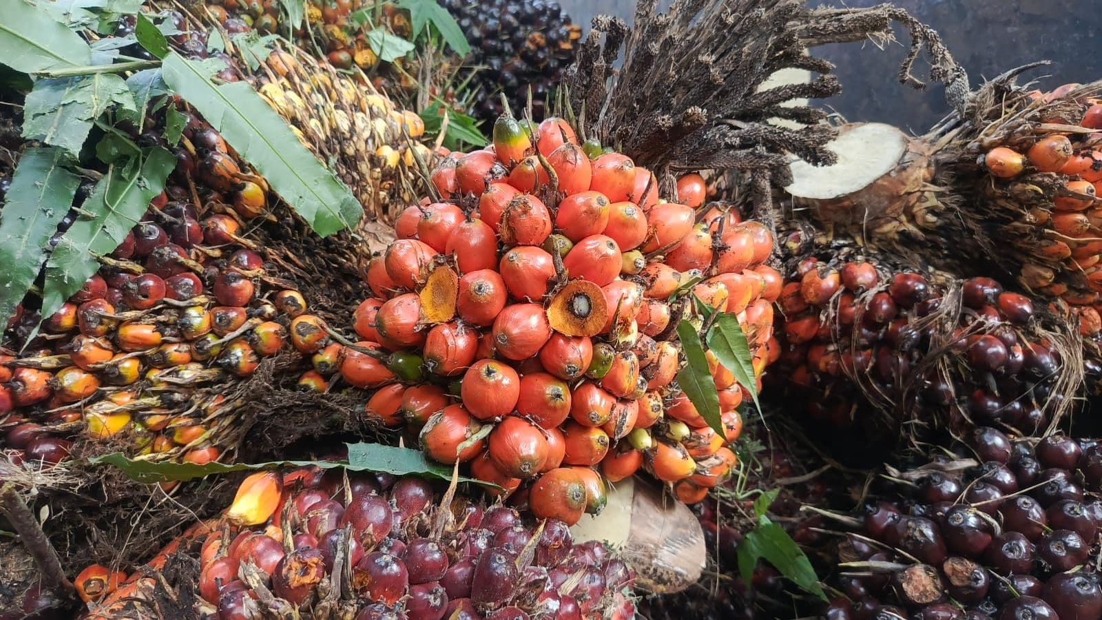 Harga TBS Sawit Sumbar Periode 1–7 September 2026 Tembus Rp4.005 per Kilogram
