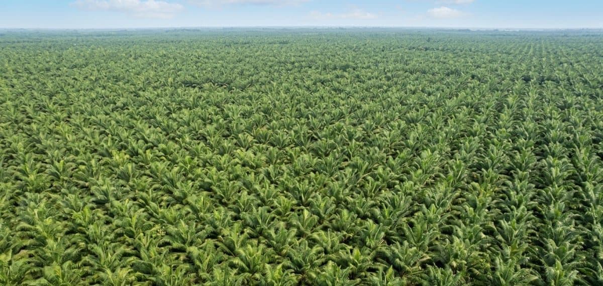 Lahan Terbatas, Nilai Tak Terbatas: Pakar Ekonomi Dorong Transformasi Sawit Menuju Kedaulatan Petani