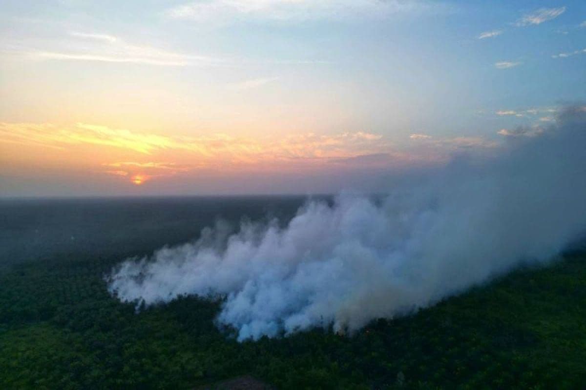 CPO Naik di Tengah Kekhawatiran Kabut Asap Ganggu Produksi Sawit Indonesia