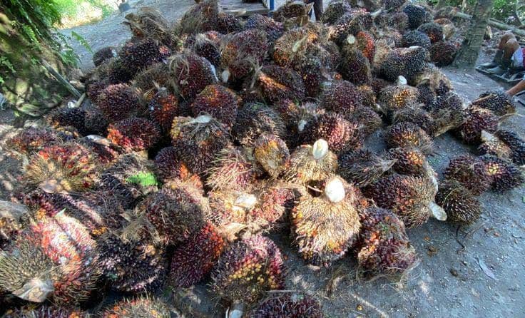 Harga TBS Sawit Sumsel Tembus Rp3.809 per Kilogram Periode I September 2026