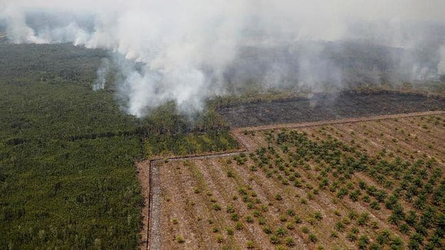 Gapki Perkuat Pencegahan Karhutla, Industri Sawit Diminta Siaga dan Terapkan Zero Burning