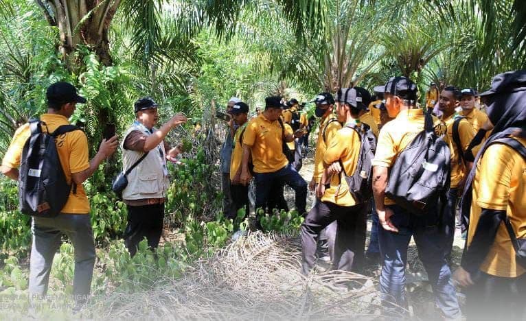 Jangan Dibuang, Batang Sawit Bisa Hasilkan hingga Rp200 Juta per Hektare