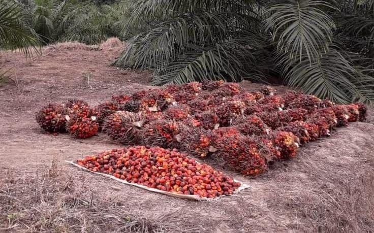 Tertinggi Rp3.696/Kg, Harga TBS Kalbar Periode II September 2026 Naik