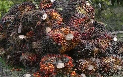 Harga TBS Sawit Sumbar Periode III September 2026, Umur 10–20 Tahun Rp4.042,71 per Kg