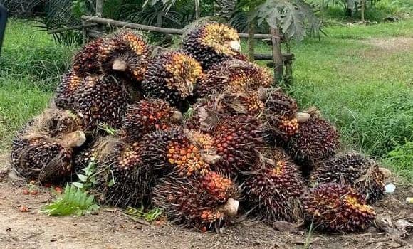 Harga TBS Kelapa Sawit Kalteng Periode I September 2026