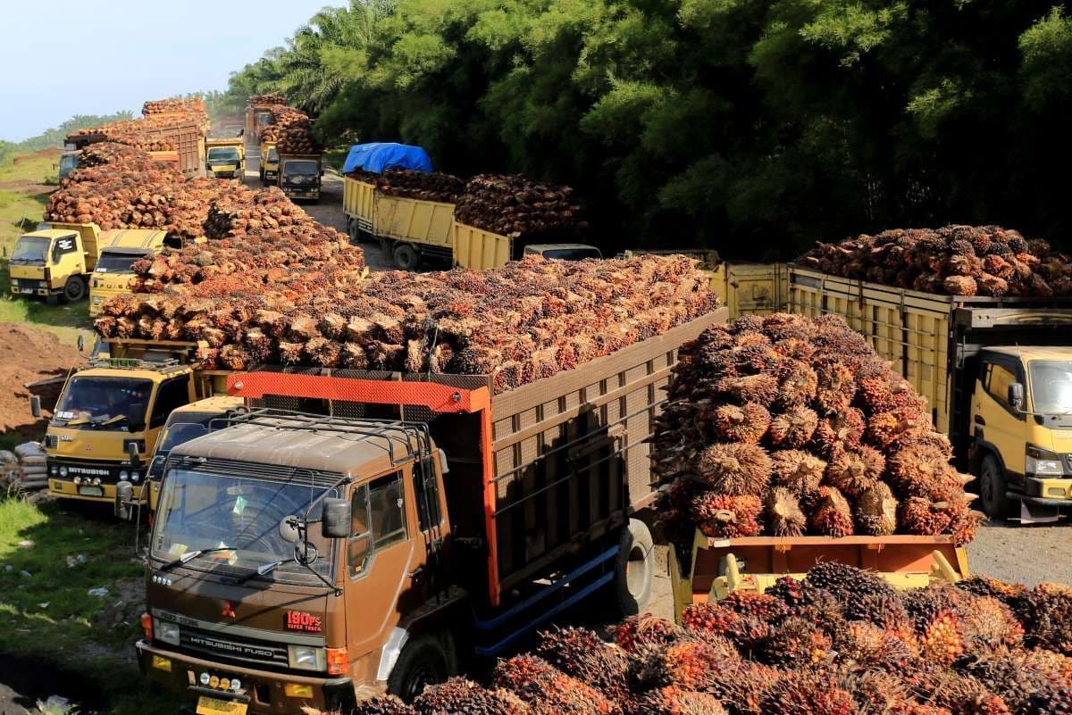 Harga TBS Sawit di 22 Provinsi, Sumatera Utara Tertinggi Rp4.066 per Kg