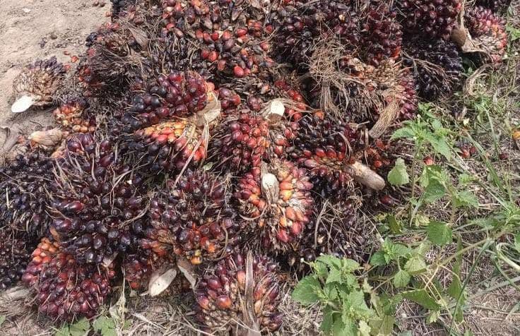 Harga TBS Sawit Aceh Wilayah Timur Periode 23 September – 6 Oktober Capai Rp3.736 per Kg