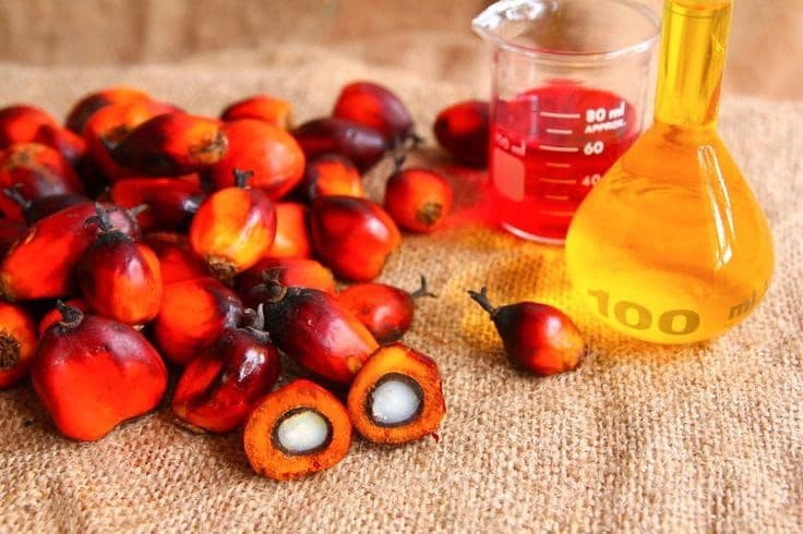 GAPKI Kutim Edukasi Generasi Muda soal Sawit Berkelanjutan, Bagikan 1.000 Liter Minyak Goreng Gratis