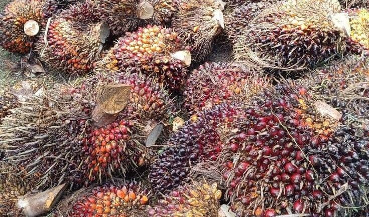 Harga TBS Sawit Sumsel Anjlok Rp225 per Kg, Petani Plasma Terima Rp3.541