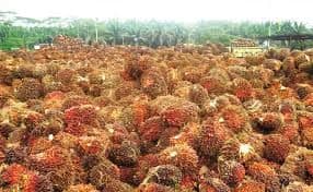 Harga Sawit Jambi Kian Tertekan, Petani Swadaya Kembali Terpuruk