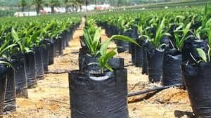 Pemkab Kaur Siapkan 36 Ribu Bibit Sawit Gratis untuk Petani, Dorong Pertanian Jadi Penopang Ekonomi Daerah