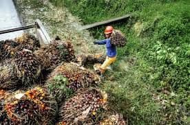 Industri Sawit Indonesia Hasilkan Dua Jenis Devisa, Ekspor dan Substitusi Impor