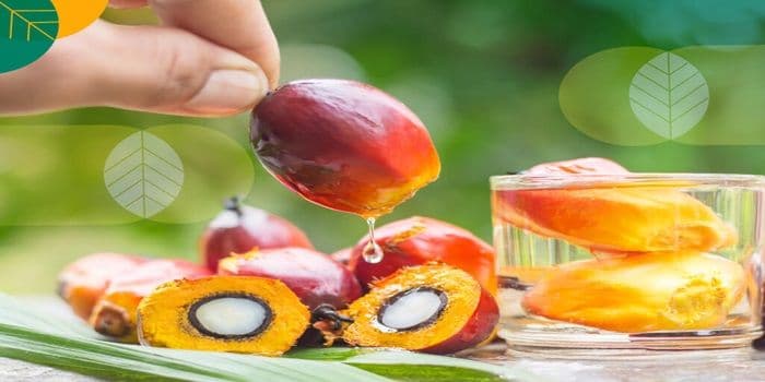 Rahasia di Balik Sawit: Bukan Penyebab Kulit Kusam, Justru Bikin Glowing Alami!