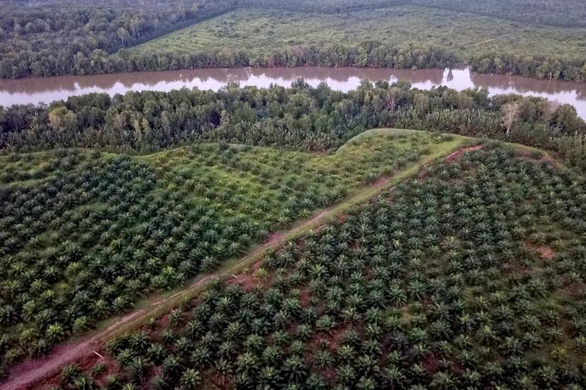 ISMEI Nilai Kebijakan Agraria Awal 2026 Arahkan Negara Jadi “Pedagang Lahan Sawit”