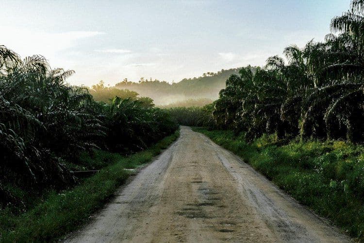 Sawit, Fotosintesis, dan Peranannya sebagai Pemanen Energi Matahari