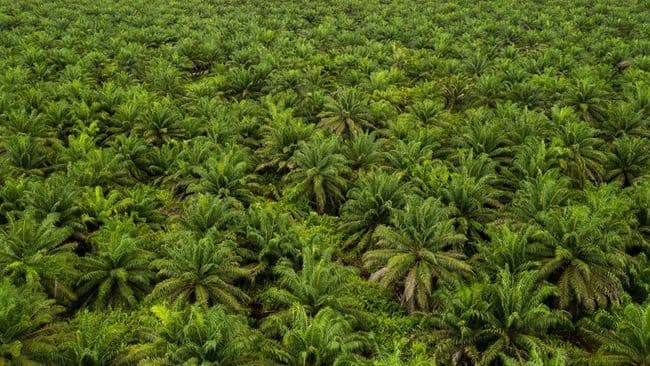 Harga CPO Meroket, Saham Sawit Kembali Bersinar, Ini Rekomendasi Analis untuk AALI, DSNG, NSSS, dan TAPG